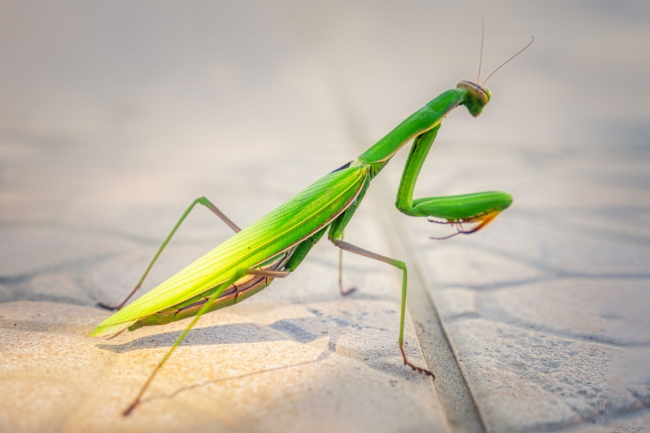 カマキリ